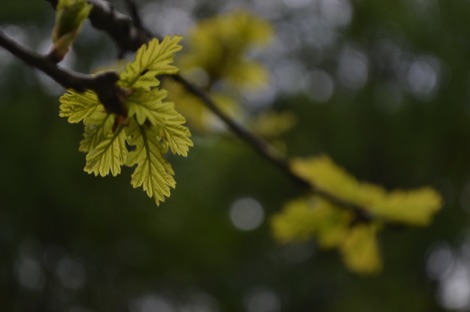 New spring leaves